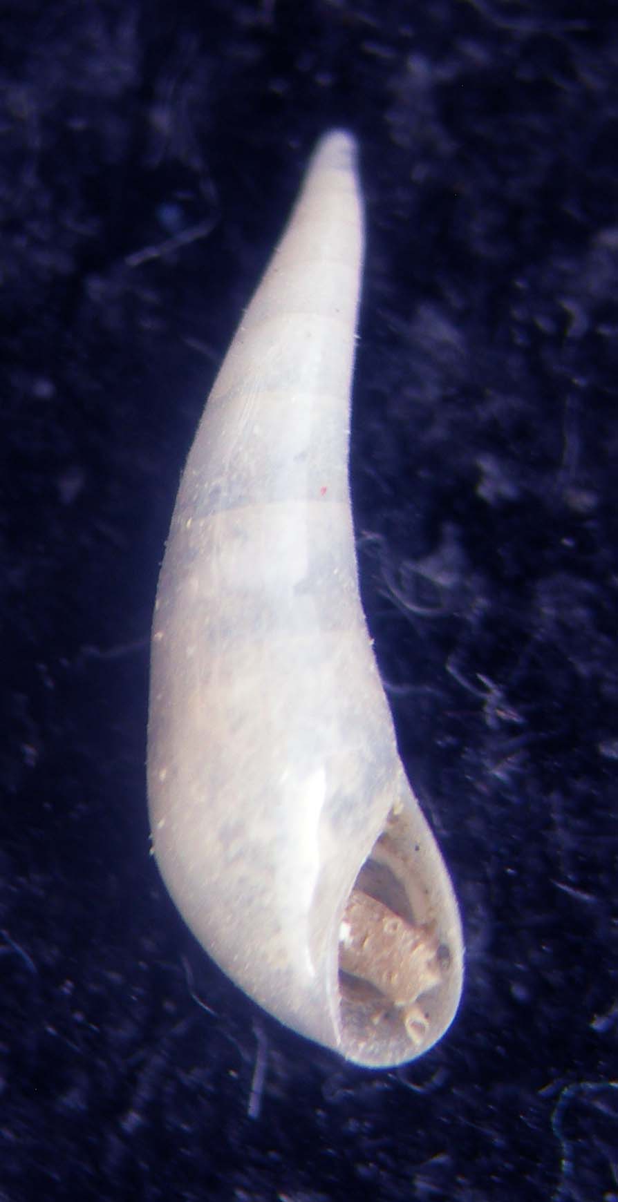 vitreolina antiflexa
